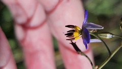 Dianella revoluta, photograph (c) Rosalie Lawrence, some rights reserved (CC BY)