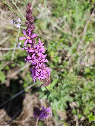 purple loosestrife