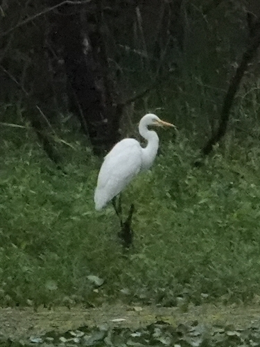 Medium Egret