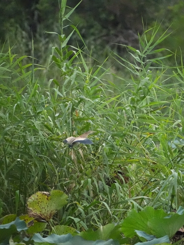 Yellow Bittern