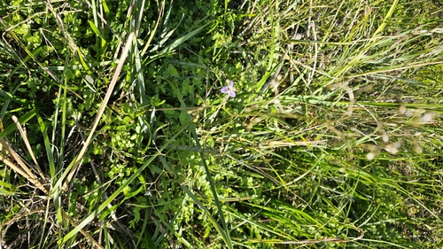 Dianella revoluta, photograph 3