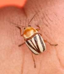 Cryptocephalus venustus