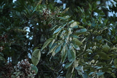 Cordia trichotoma