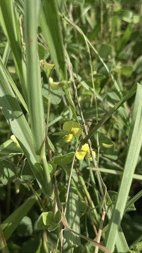 Dunbaria punctata observed 2026-09-01