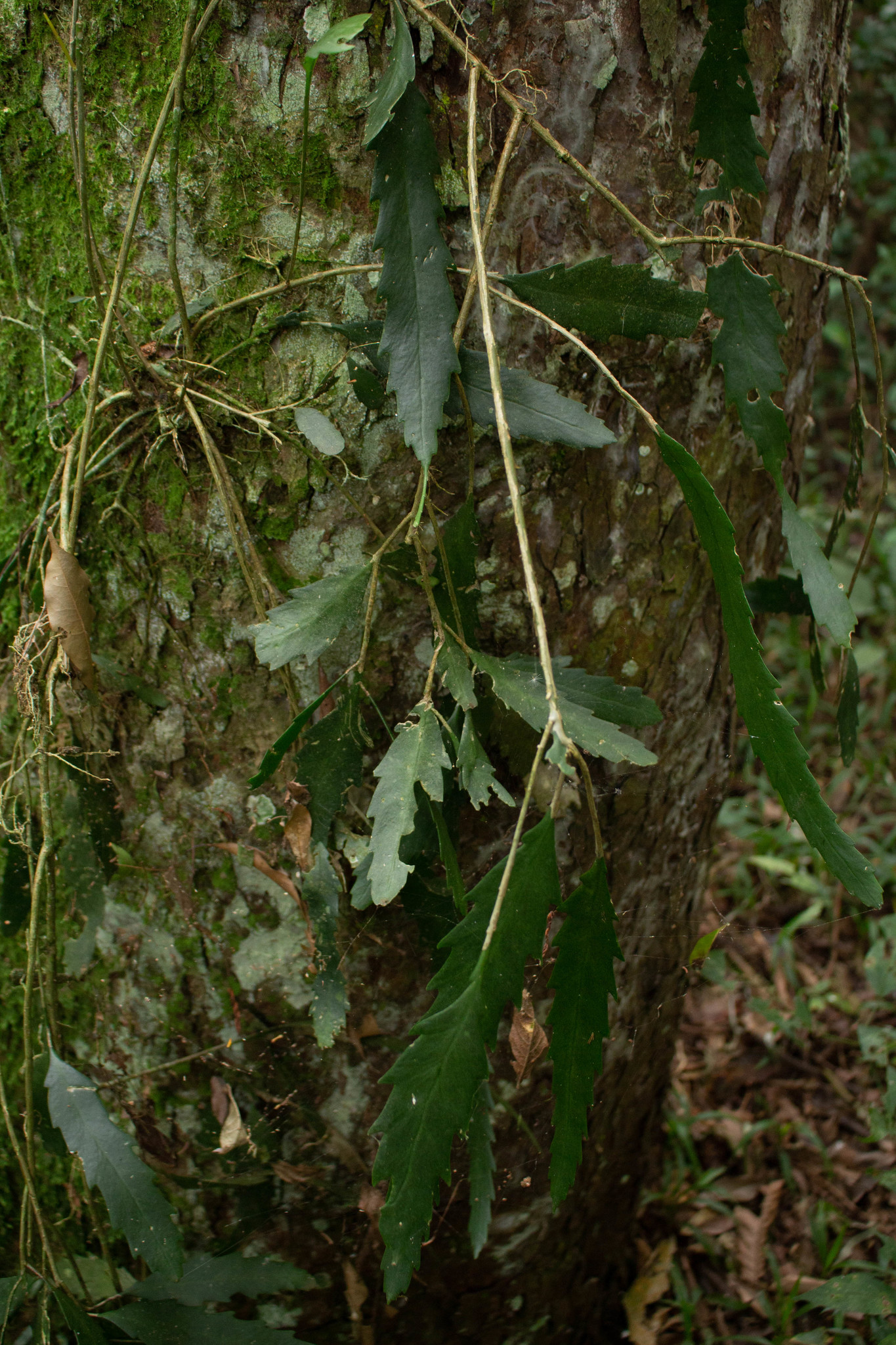 Lepismium houlletianum