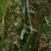 Lepismium houlletianum - Photo (c) João Vitor Andriola, μερικά δικαιώματα διατηρούνται (CC BY-NC), uploaded by João Vitor Andriola