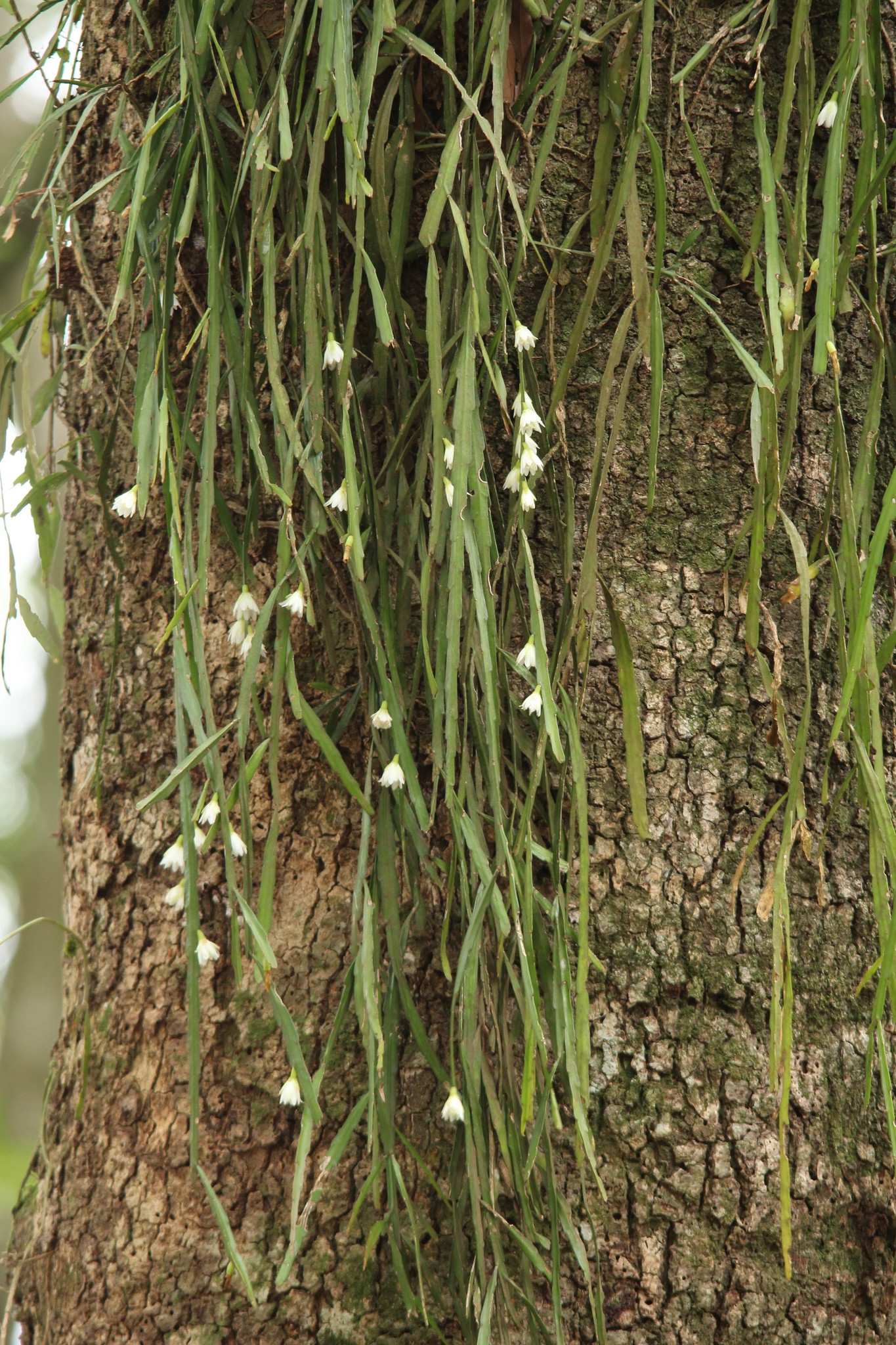 Lepismium warmingianum