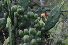 Opuntia elata