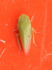 Xerophloea viridis