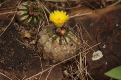 Parodia carambeiensis