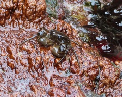 Halicarcinus planatus