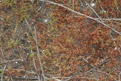 Lastarriaea coriacea