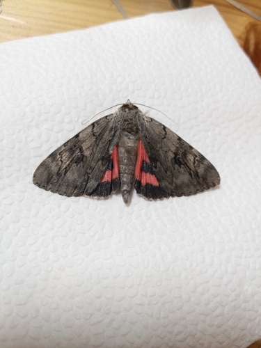 Rosy Underwing