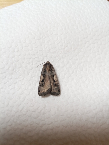 Setaceous Hebrew Character