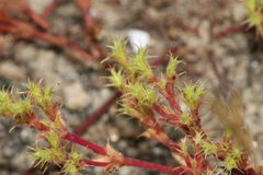 Lastarriaea coriacea