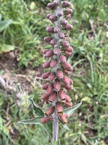 Digitalis parviflora, photograph 1