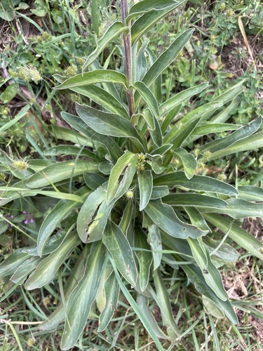 Digitalis parviflora, photograph 2