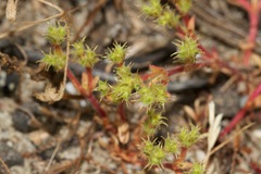 Lastarriaea coriacea