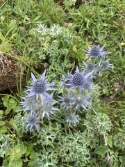 (c) Thomas Dreux, some rights reserved (CC BY) Eryngium bourgatii, photograph (c) Thomas Dreux, some rights reserved (CC BY)