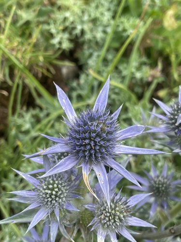 Eryngium bourgatii, photograph 5