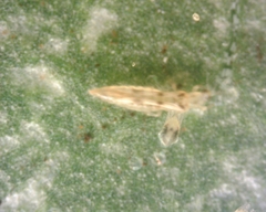 Scolothrips