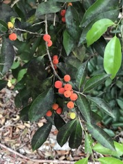 Drypetes lateriflora