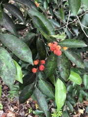 Drypetes lateriflora