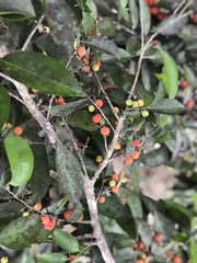 Drypetes lateriflora