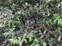 Drypetes lateriflora