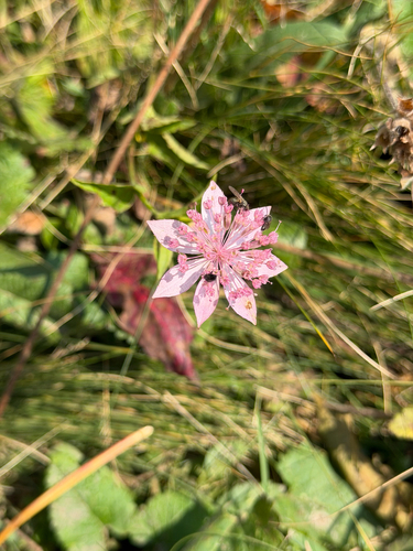 Astrantia maxima, 2026-08-31