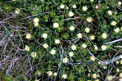 Baccharis magellanica