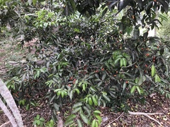 Drypetes lateriflora