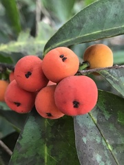 Drypetes lateriflora