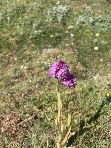 Anacamptis pyramidalis, photograph 6