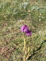 Anacamptis pyramidalis, photograph (c) Thomas Dreux, some rights reserved (CC BY)