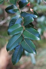 Nothofagus moorei