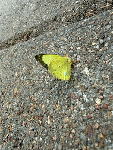 Clouded Sulphur