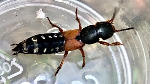 Platydracus stercorarius