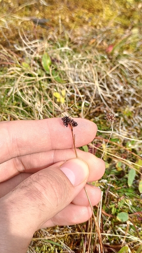 Luzula multiflora, photograph 4