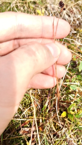 Luzula multiflora, photograph 6