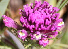 Castilleja exserta exserta