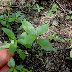 Coprosma macrocarpa minor