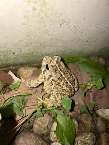Woodhouse's Toad