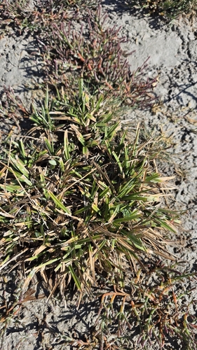 Carex distans, 2026-09-01