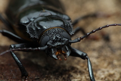 Archodontes melanopus