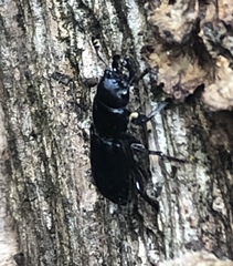 Platycerus oregonensis