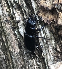 Platycerus oregonensis