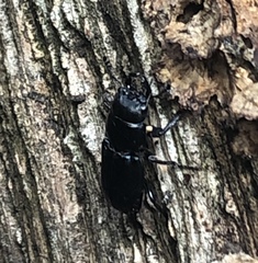 Platycerus oregonensis