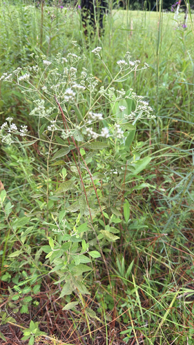 smallflower thoroughwort