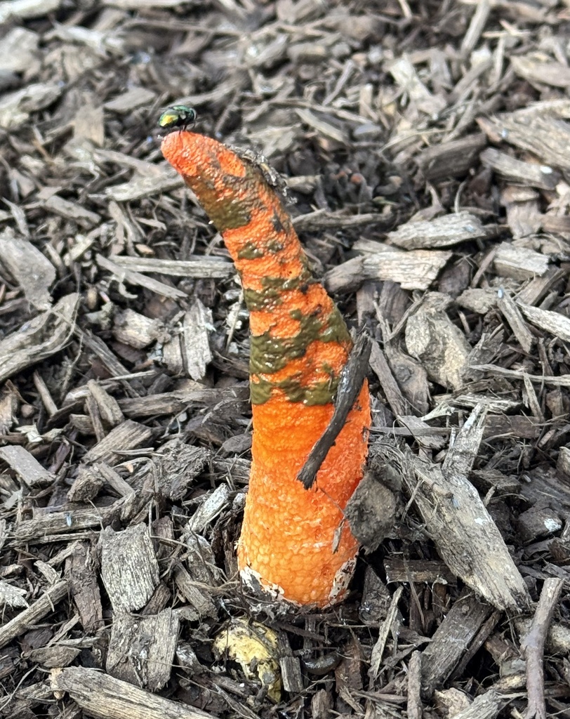 devil's dipstick · September 2026 · photo: Photo: (c) Dani Holmes, some rights reserved (CC BY) · iNaturalist
